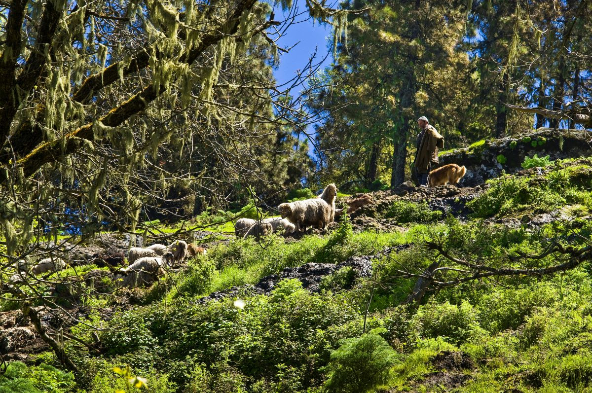 Gran Canaria, universo de sabores