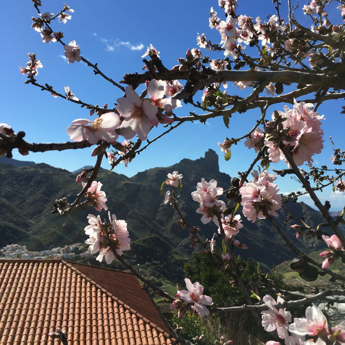 Gran Canaria, universo de sabores